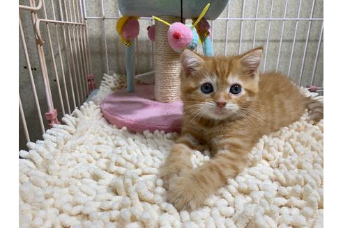 成約済の千葉県のスコティッシュフォールド-30604の2枚目